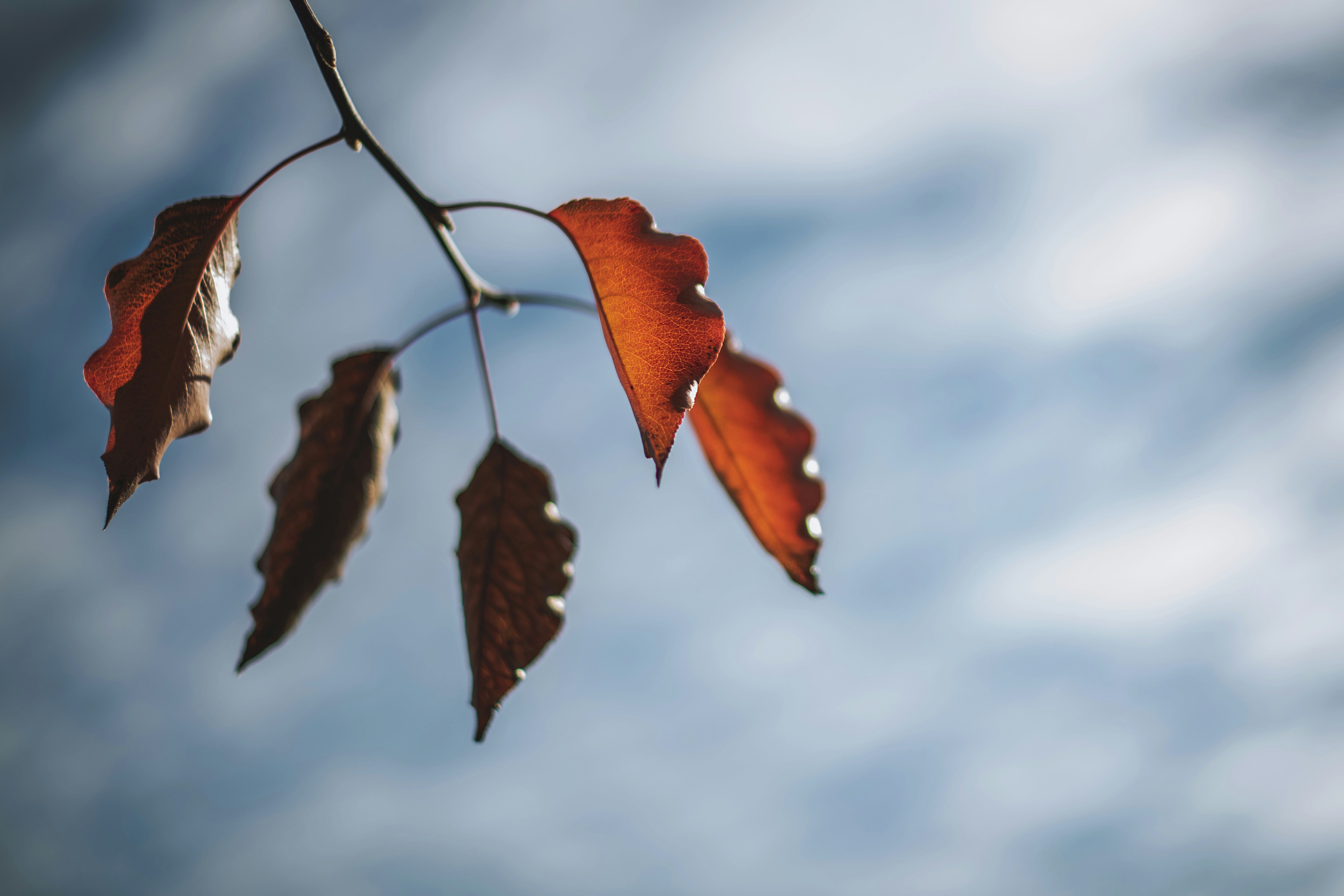 focus photography of brown leaves