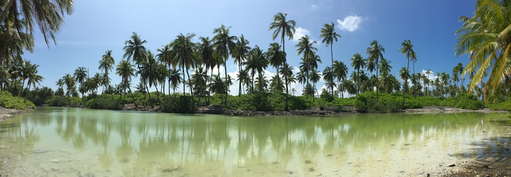 coconut palm trees