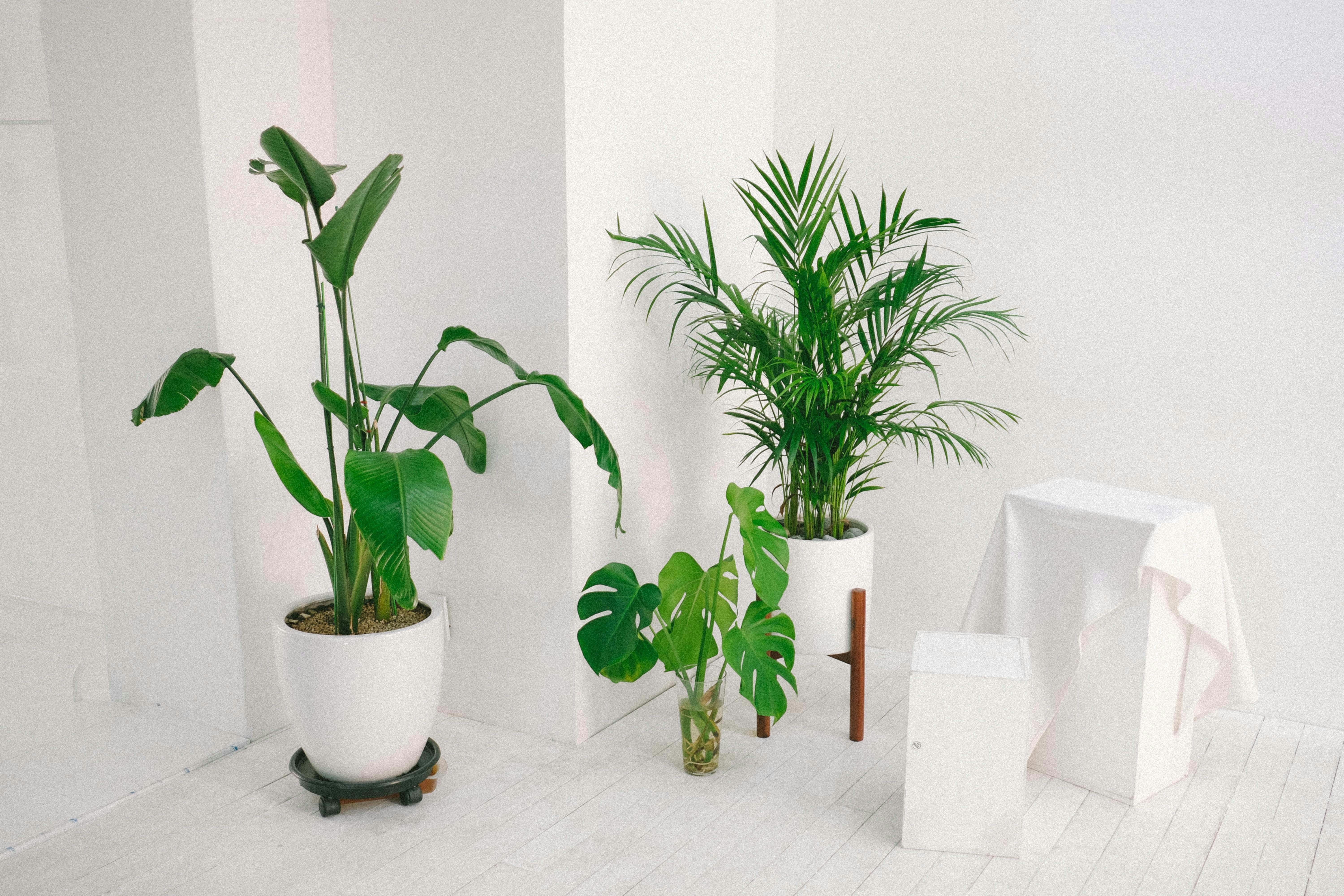 8 Houseplants Ideal for Bathroom Humidity