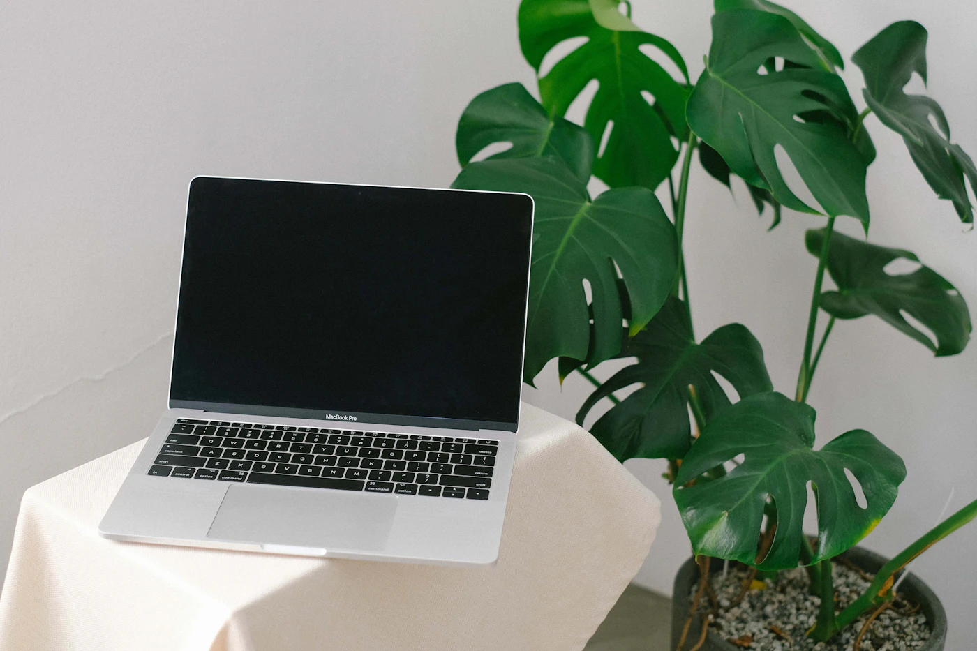 A laptop beside a large green monstera plant