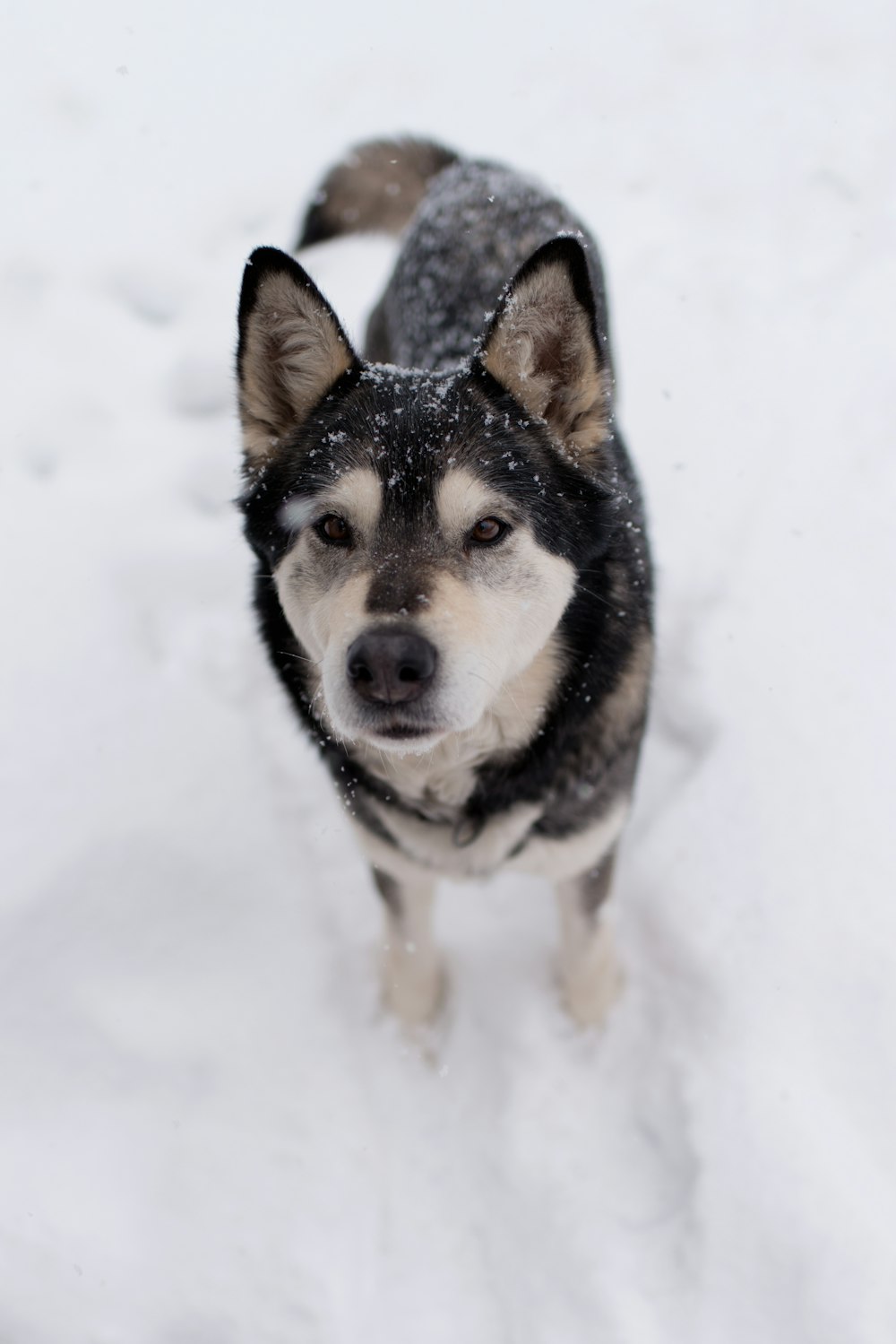 brown and black Siberian Husky on snow