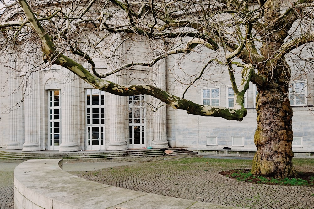 brown bare tree