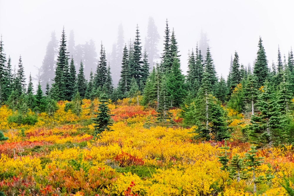 plantes jaunes et vertes