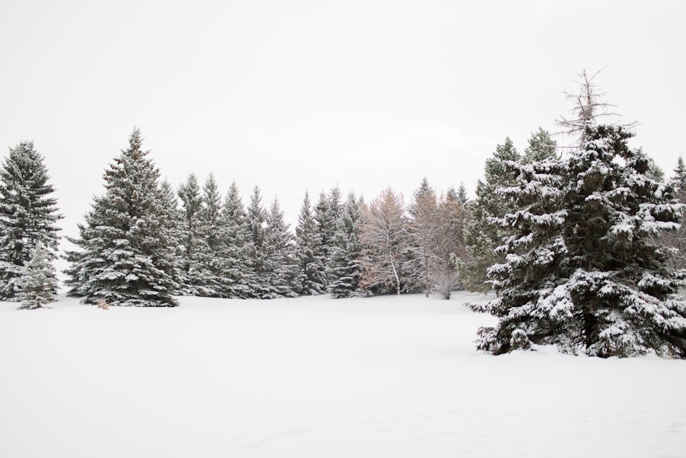 trees surrounded by snow