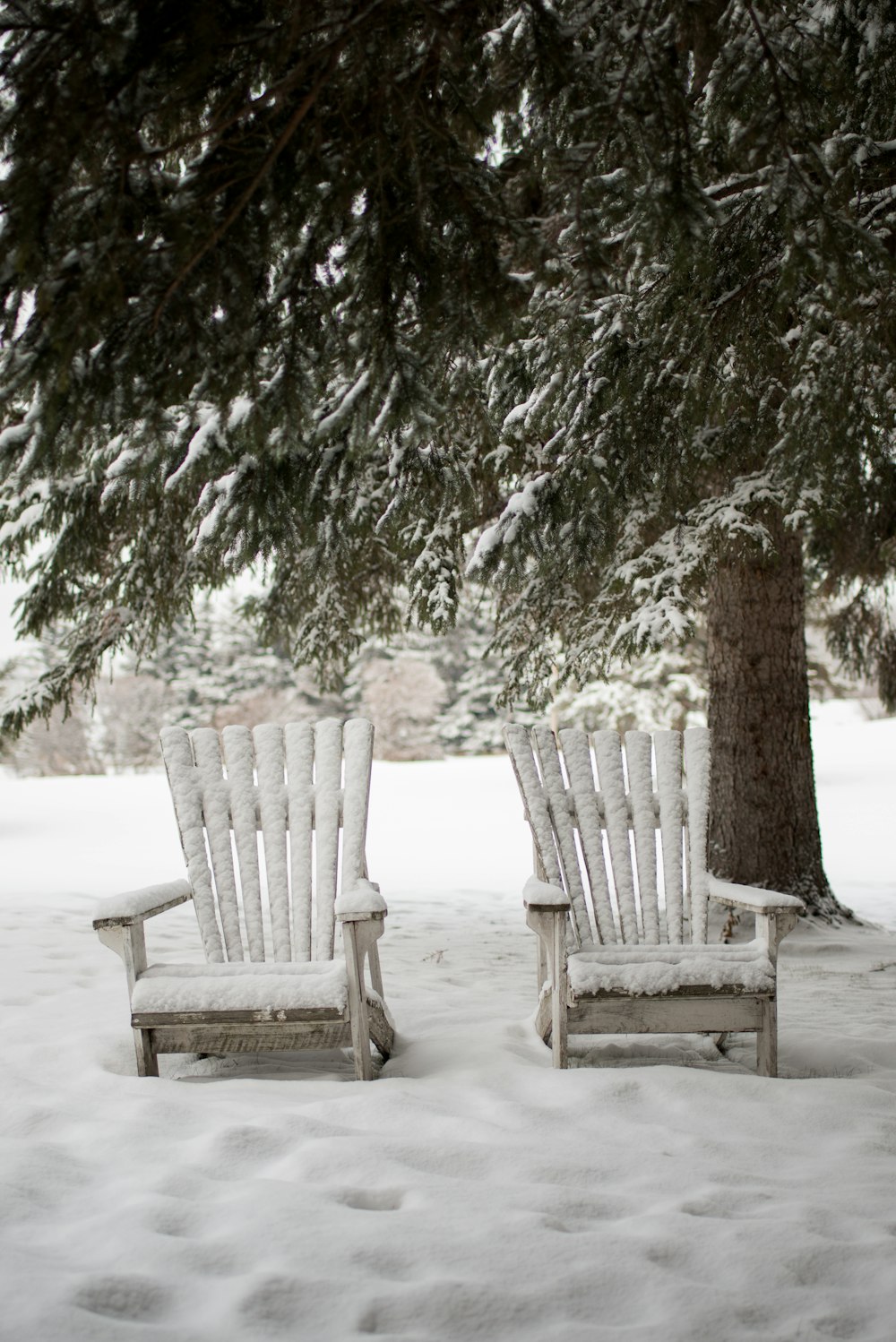 two snow covered adirondack chairs near tree