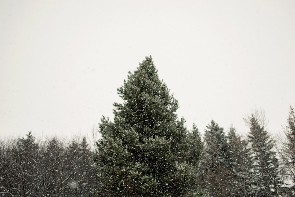 tall green trees