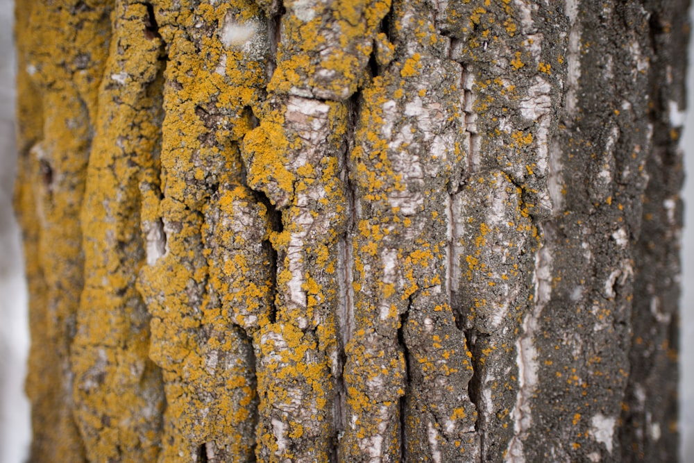 tronco de árbol gris y amarillo