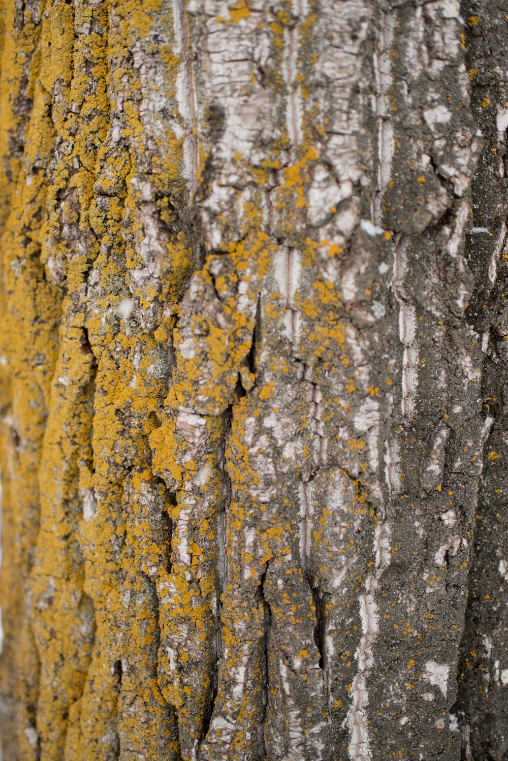 bark of tree