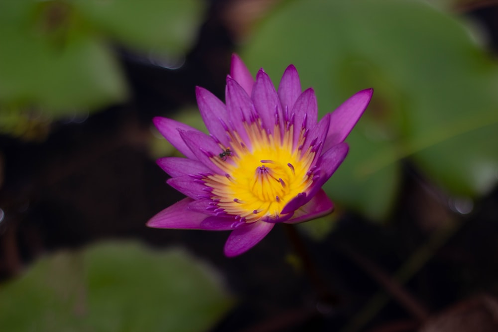 closeup photo of purple and yellow waterlily flower