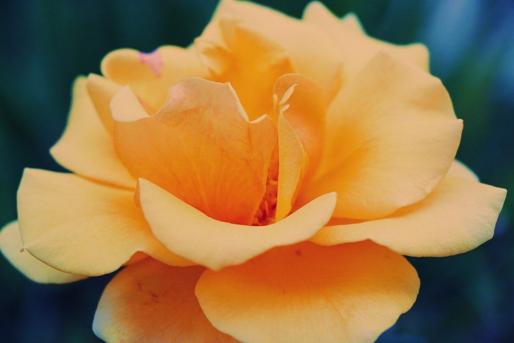 orange rose flower in bloom close-up photography