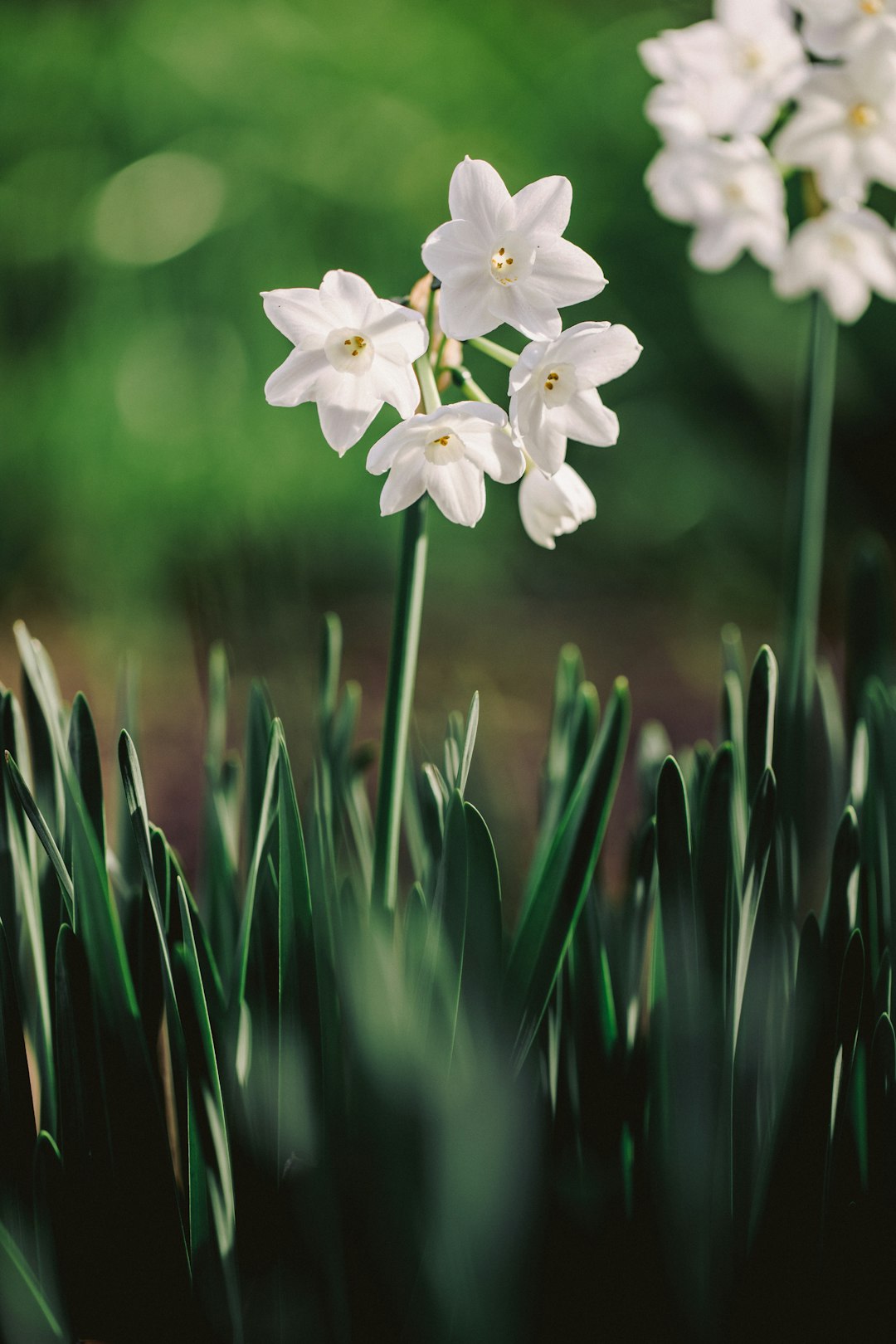 selective focus photography of white petaled flowers