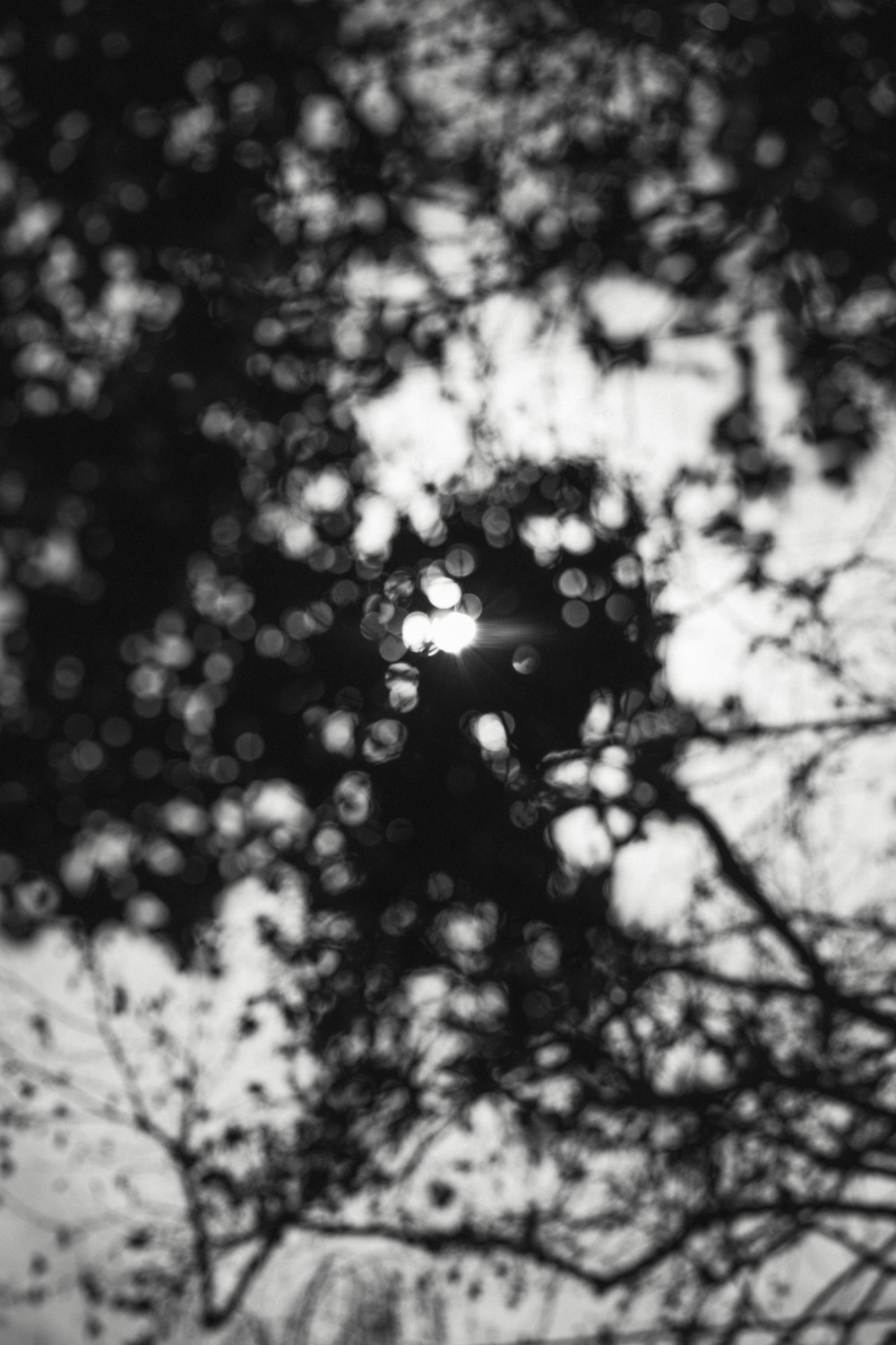 a black and white photo of a tree