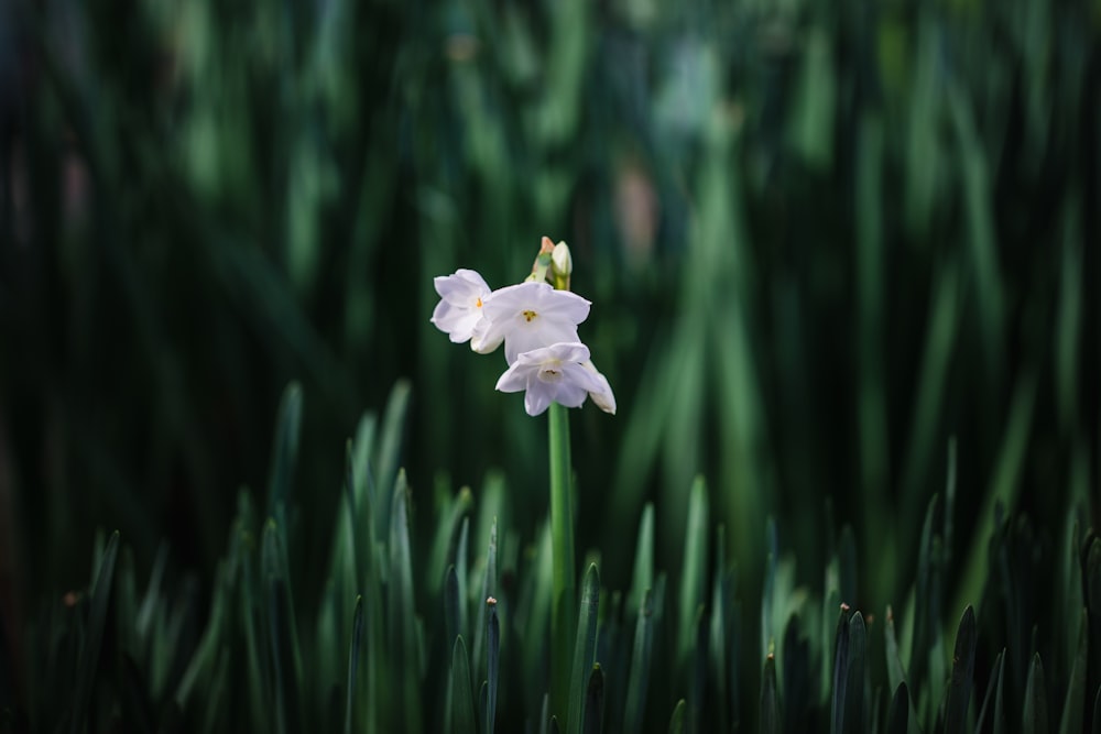 Fotografia de foco seletivo de três flores de pétalas brancas