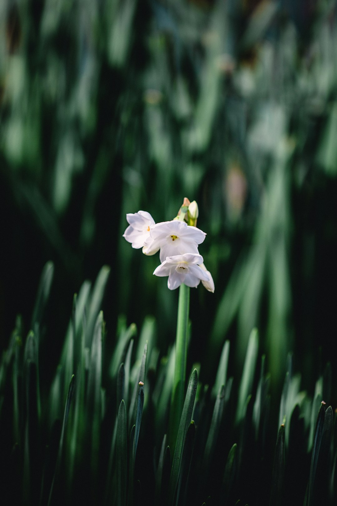 white flowers in tilt-shift lens photography