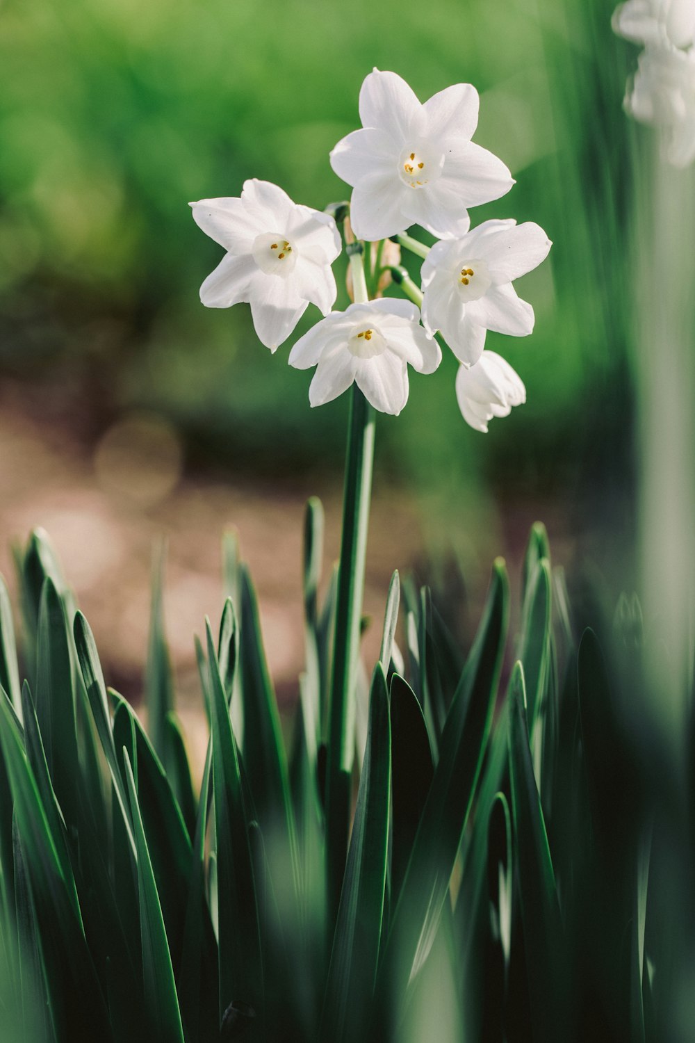 Narcisos blancos de papel en flor fotografía de primer plano