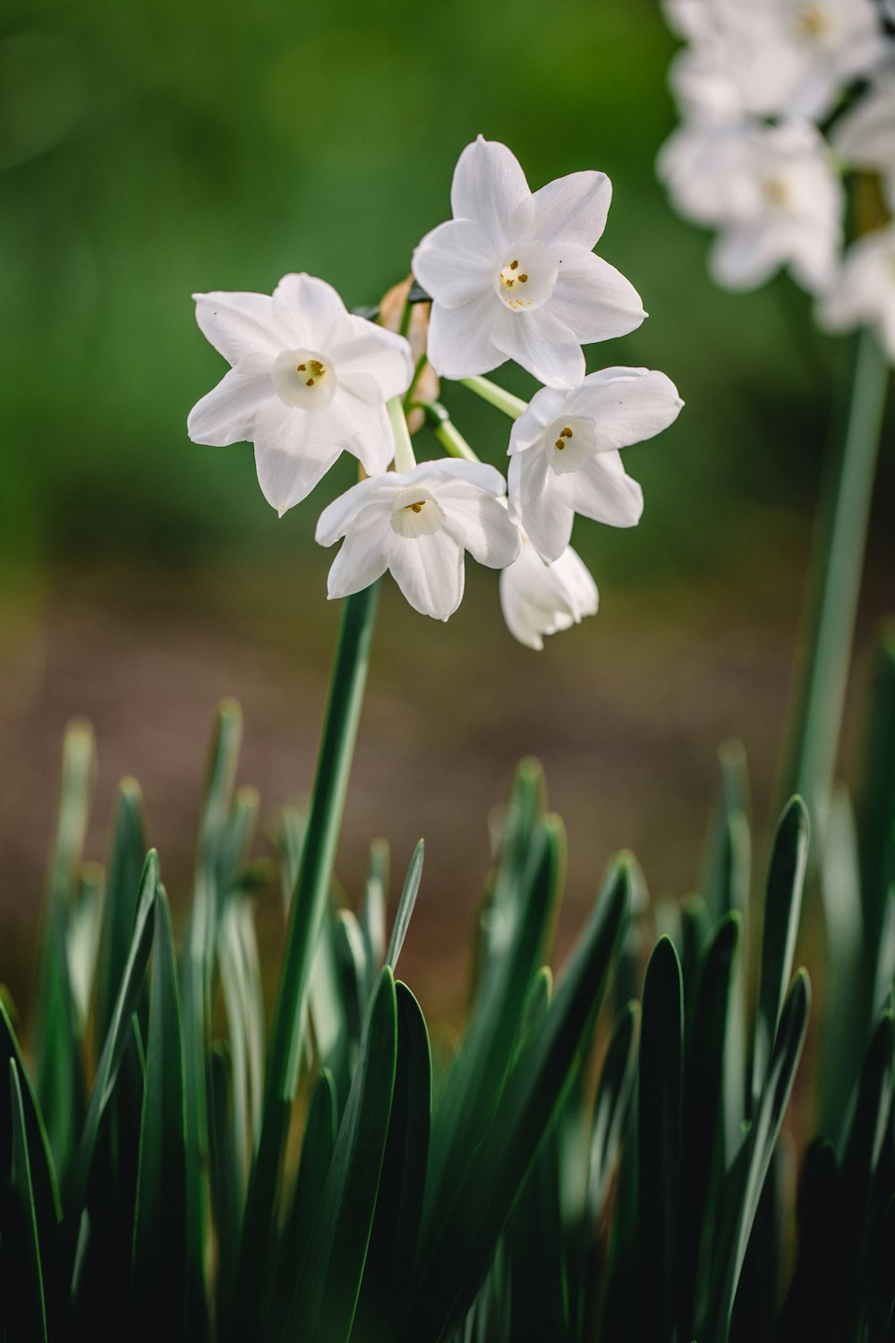 Flores brancas Fotografia de foco raso