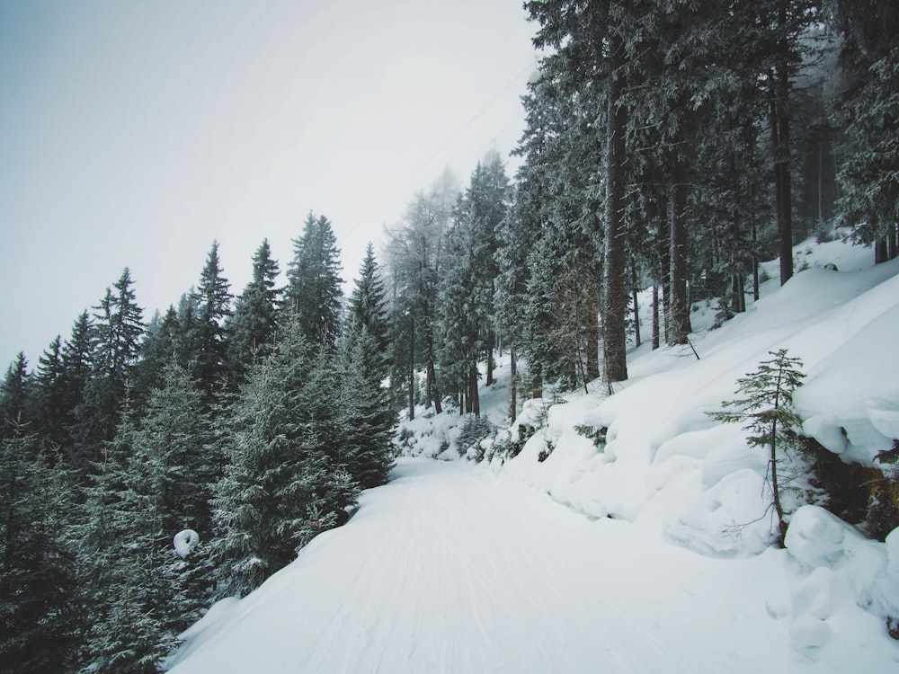 pine trees and snowfield