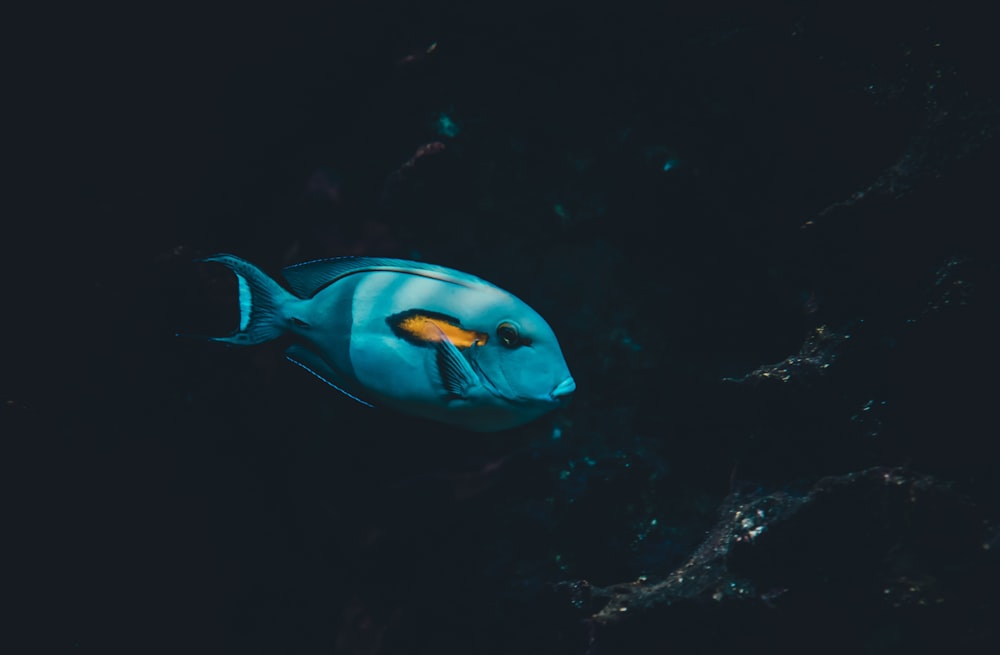 Photographie sous-marine de poissons bleus et jaunes