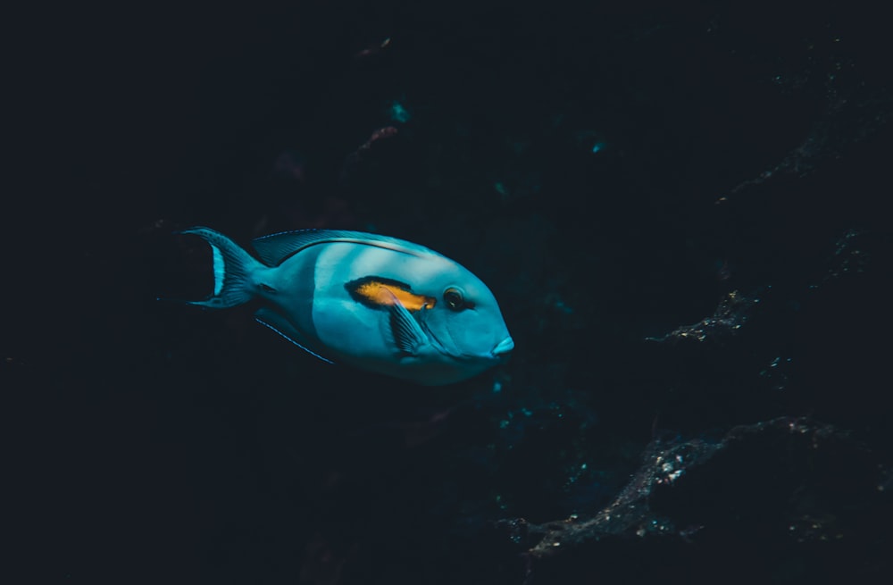 fotografia subaquática de peixes azuis e amarelos
