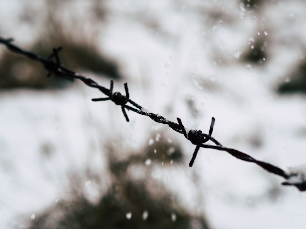 black barbed wire in selective focus photography