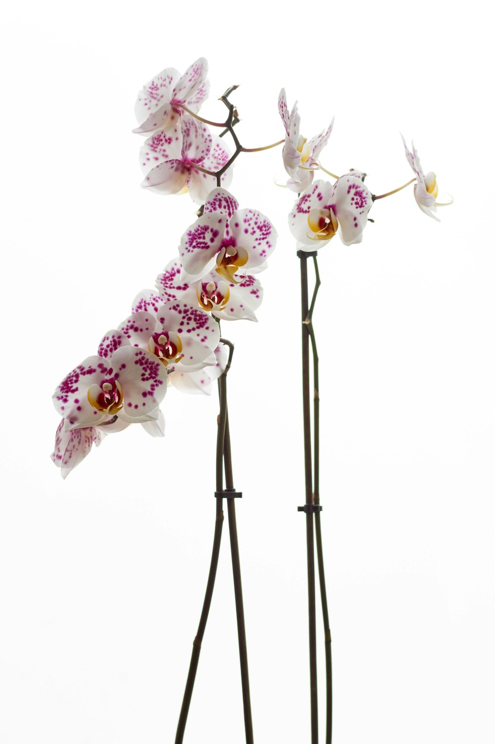 white and purple moth orchids
