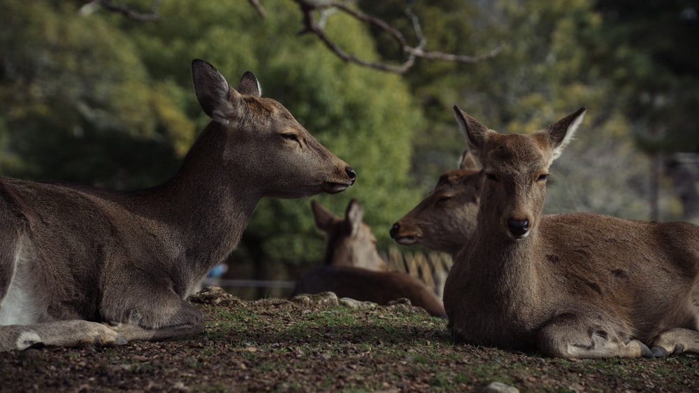 group of deer