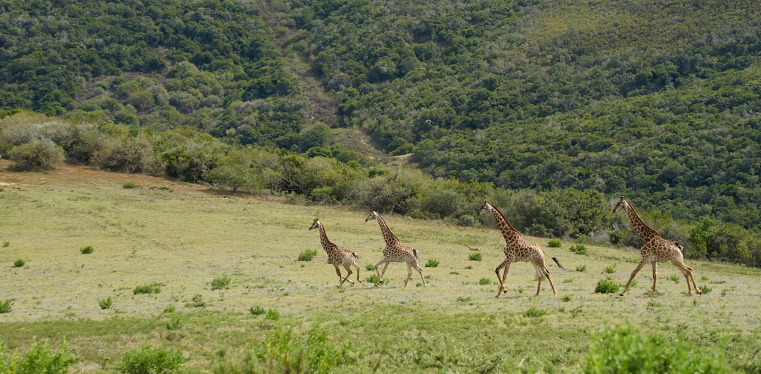 four giraffes running on grass field