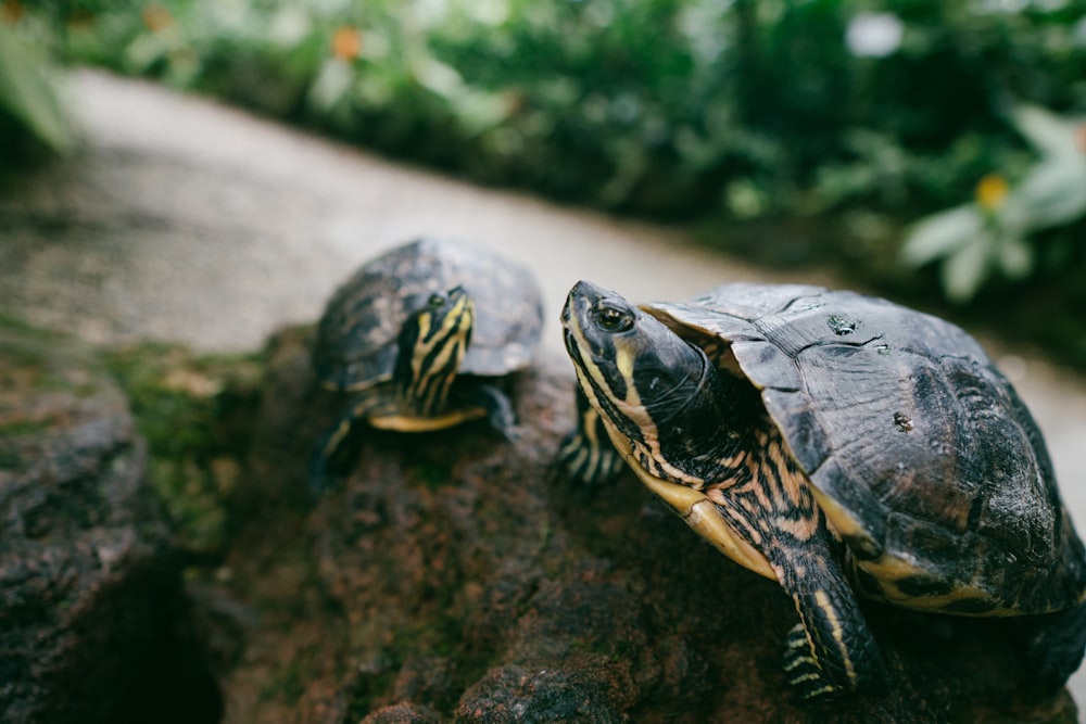 two brown turtle