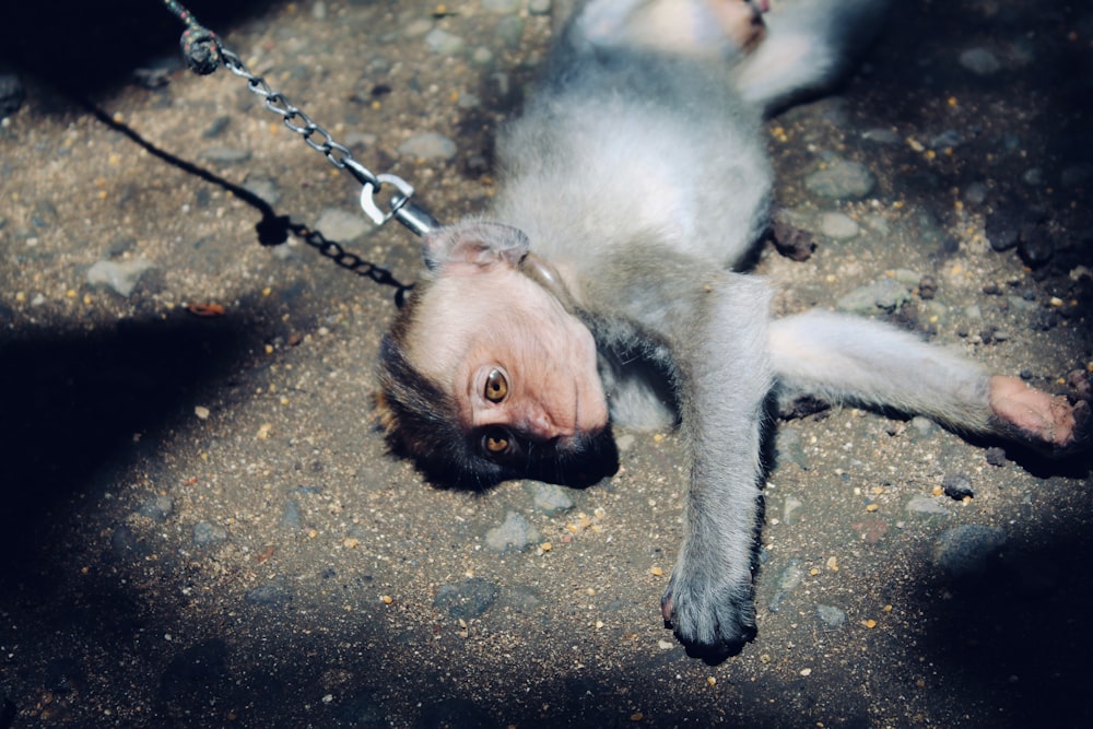 Animal Cruelty Pictures | Download Free Images on Unsplash
