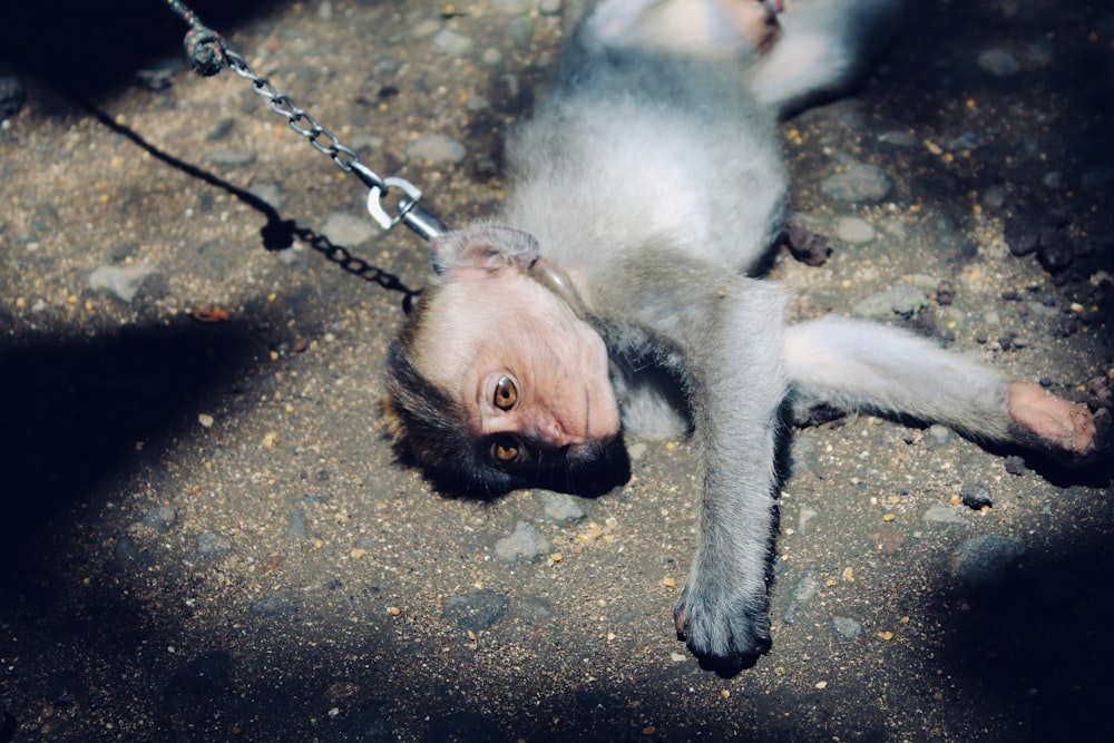 gray monkey lying on gray soil