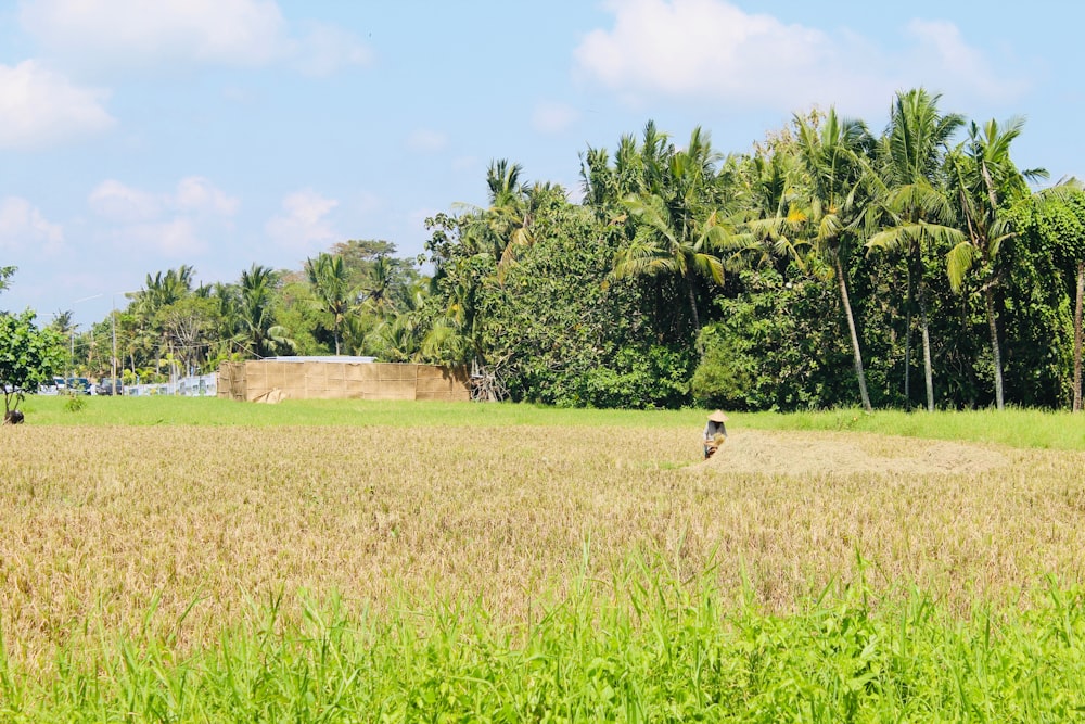 green trees near field at daytime