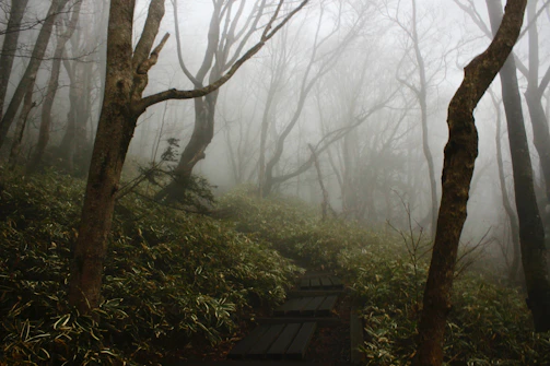 A misty forest trail at dawn with footprints leading into the trees.