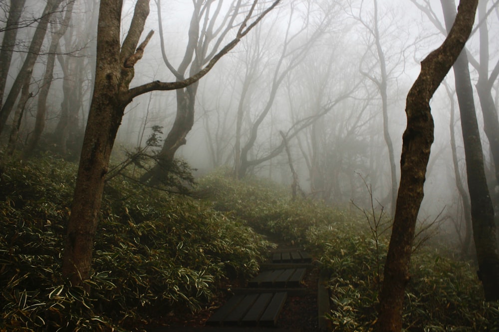 forest with withered trees surrounded with fog