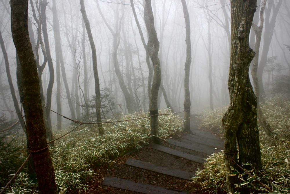 grey fog covering the trail pathway at the woods