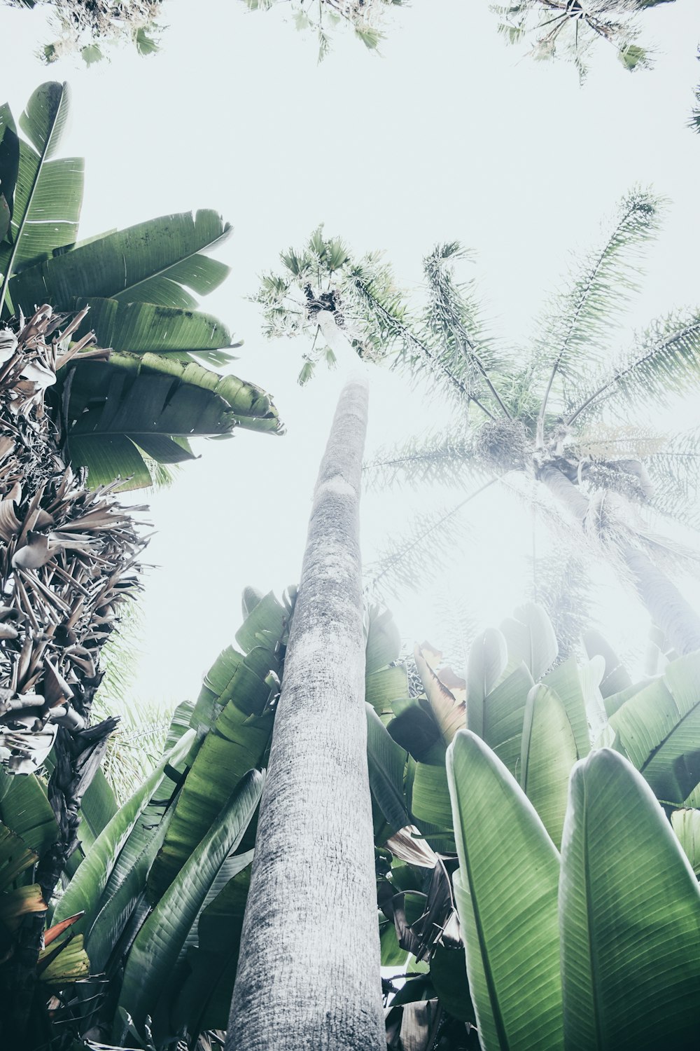 low-angle photography of tree