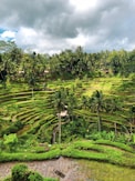 coconut tree in rice field