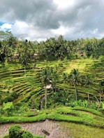 coconut tree in rice field