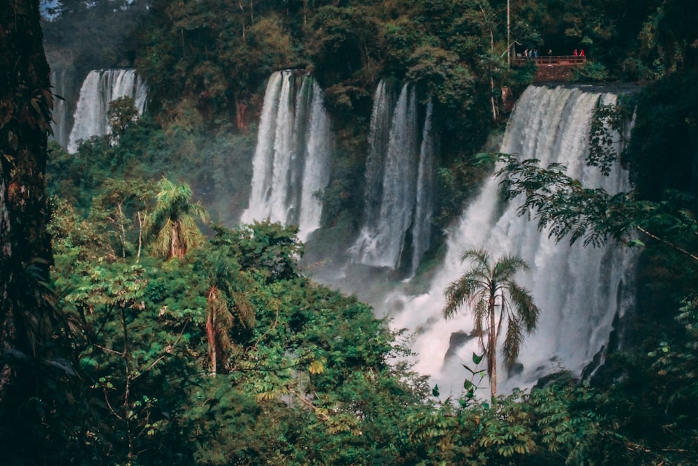 Cascadas en el bosque durante el día