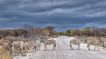 zebra on road
