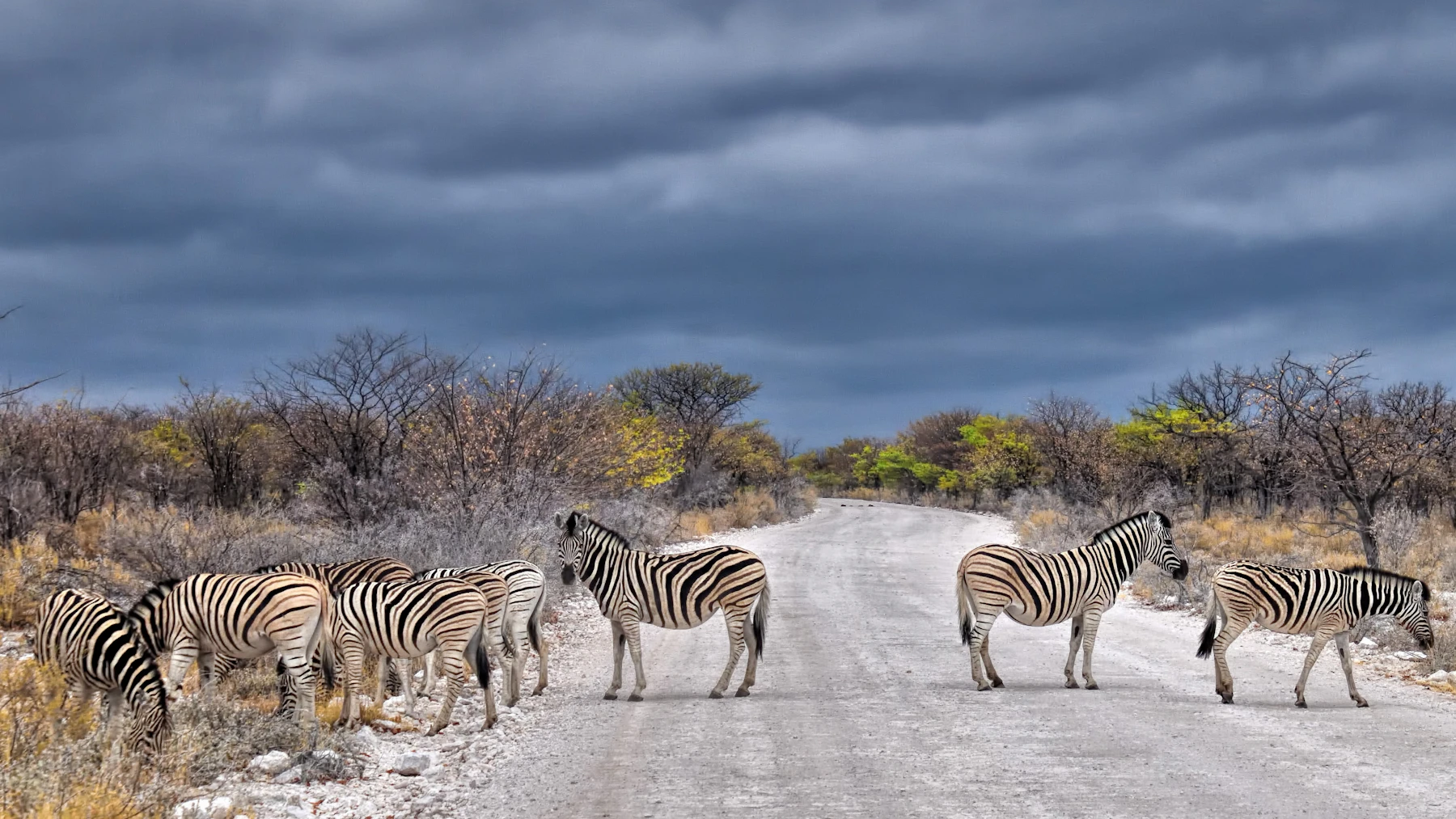 Zebras in Etosha National Park, Namibia