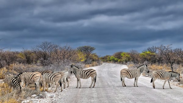 Zebras crossing the road — Etosha, Namibia