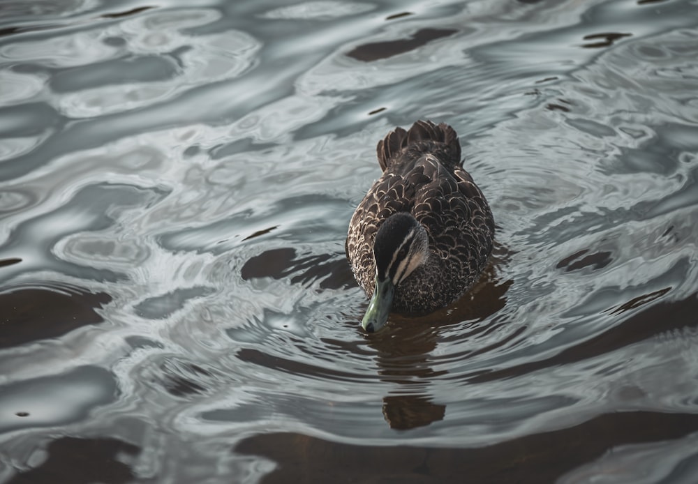 Pato en el agua