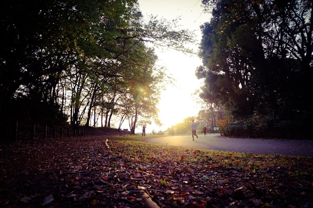 A serene park scene with a pathway surrounded by trees, capturing the warm glow of the sun setting on the horizon. The golden light filters through the leaves, creating a peaceful atmosphere while a few people are jogging along the path.