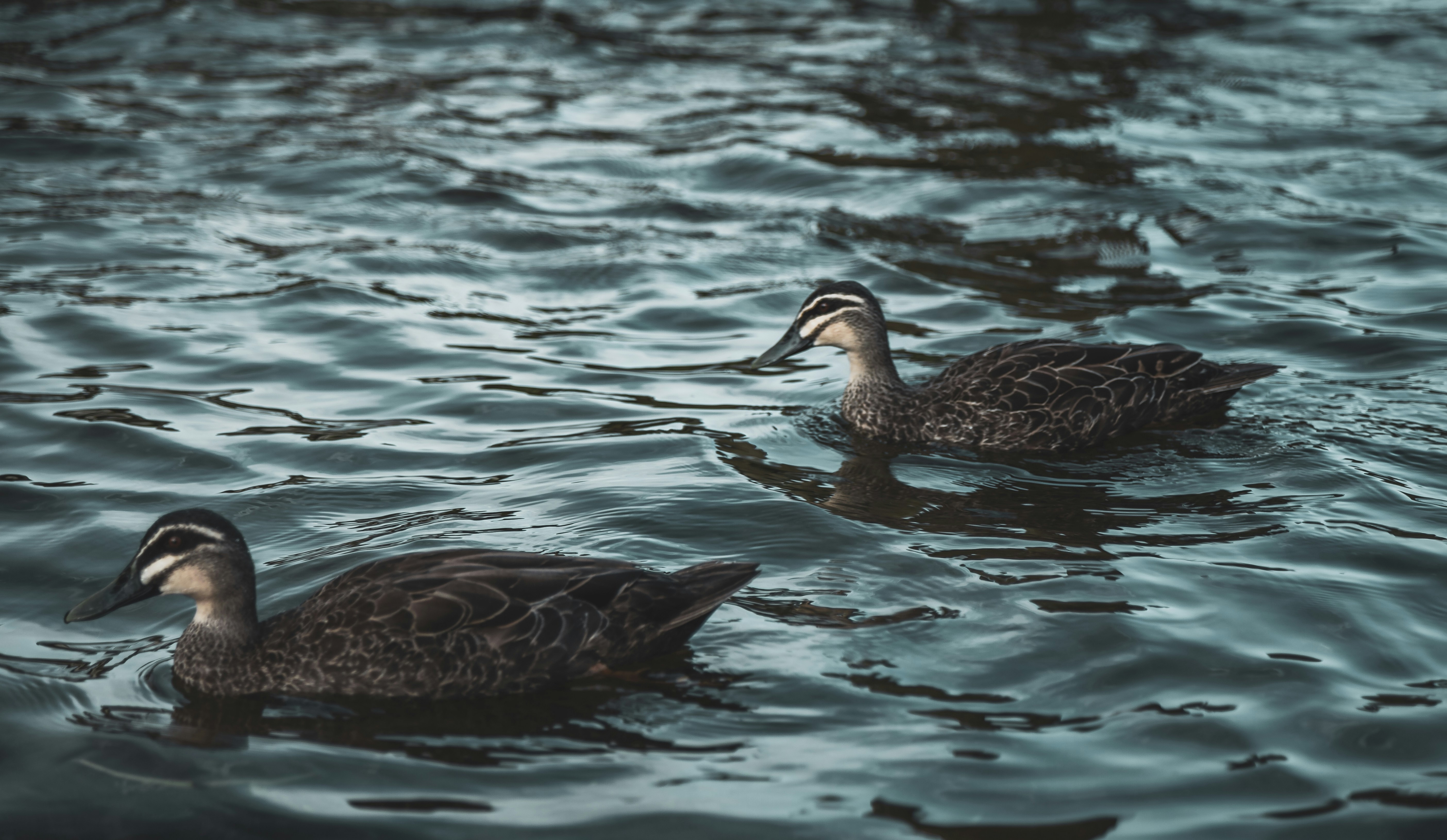 two black ducks on body of water