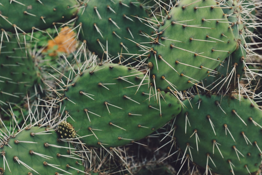 green cactus