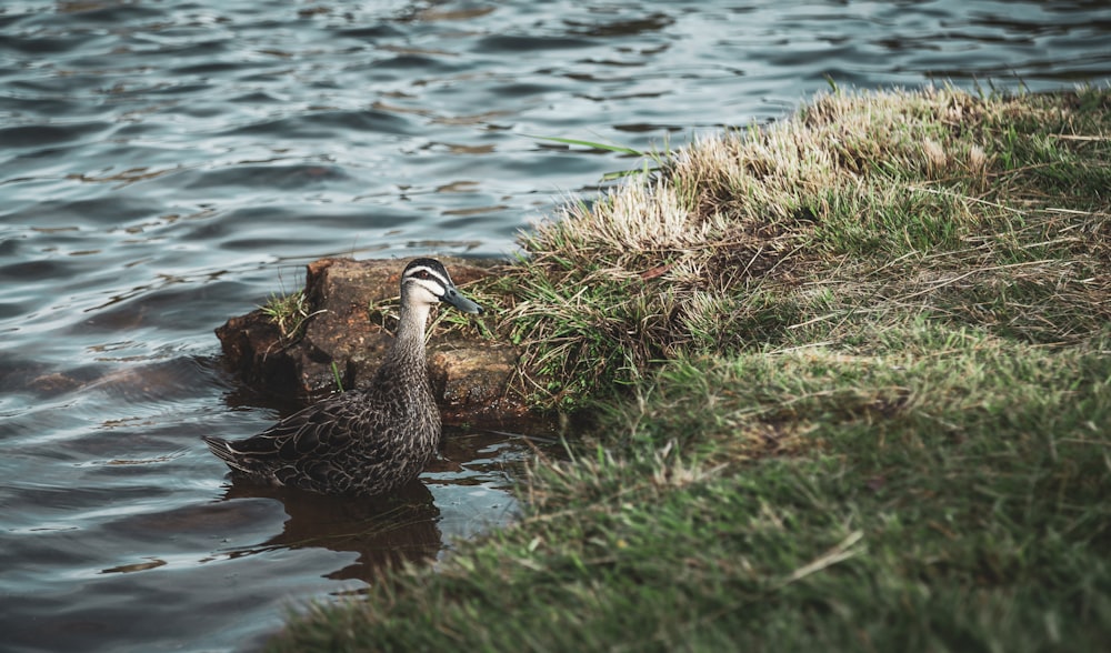 Canadian goose near dock during daytime