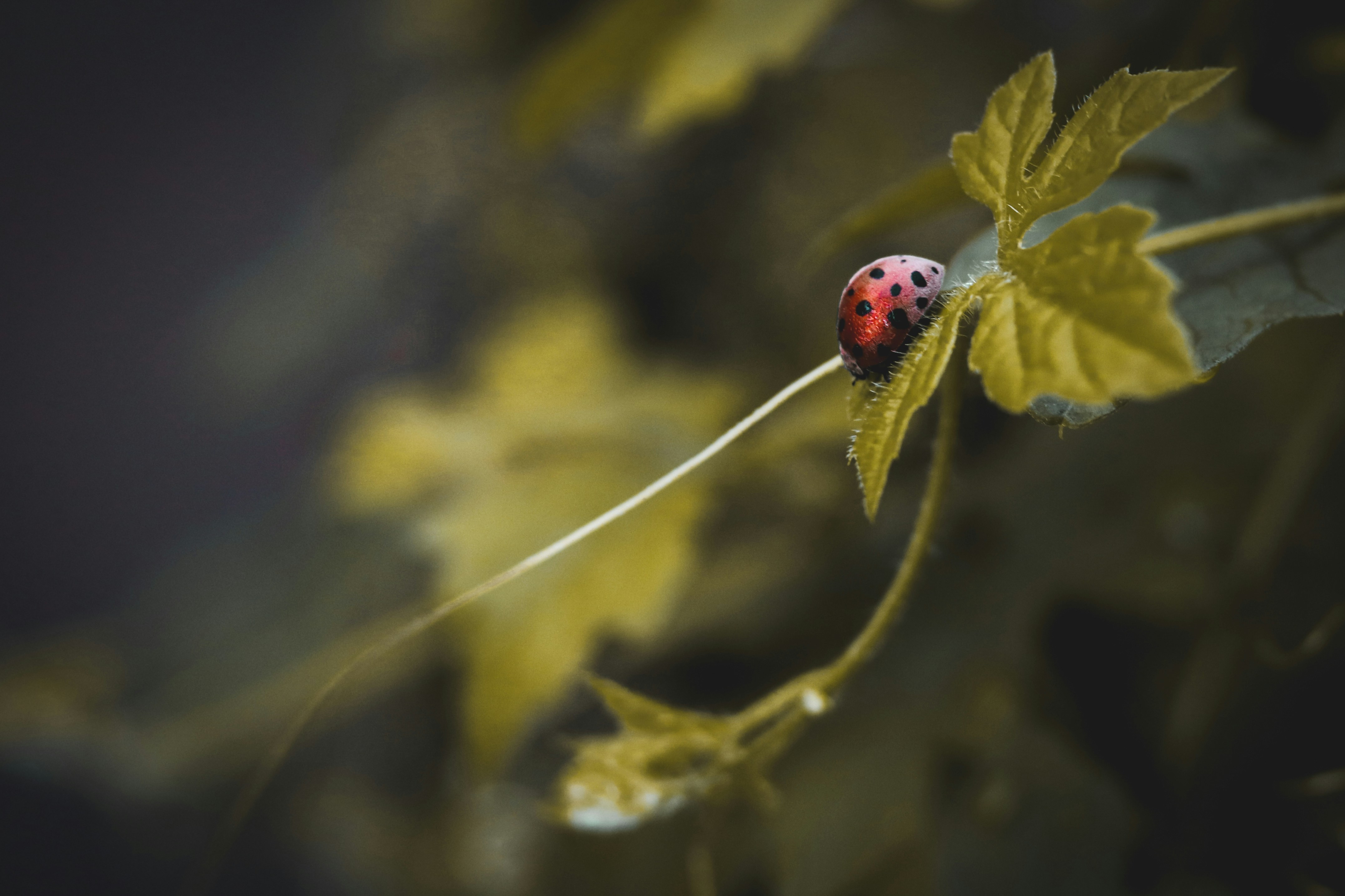 Photo by phoenixprithivi