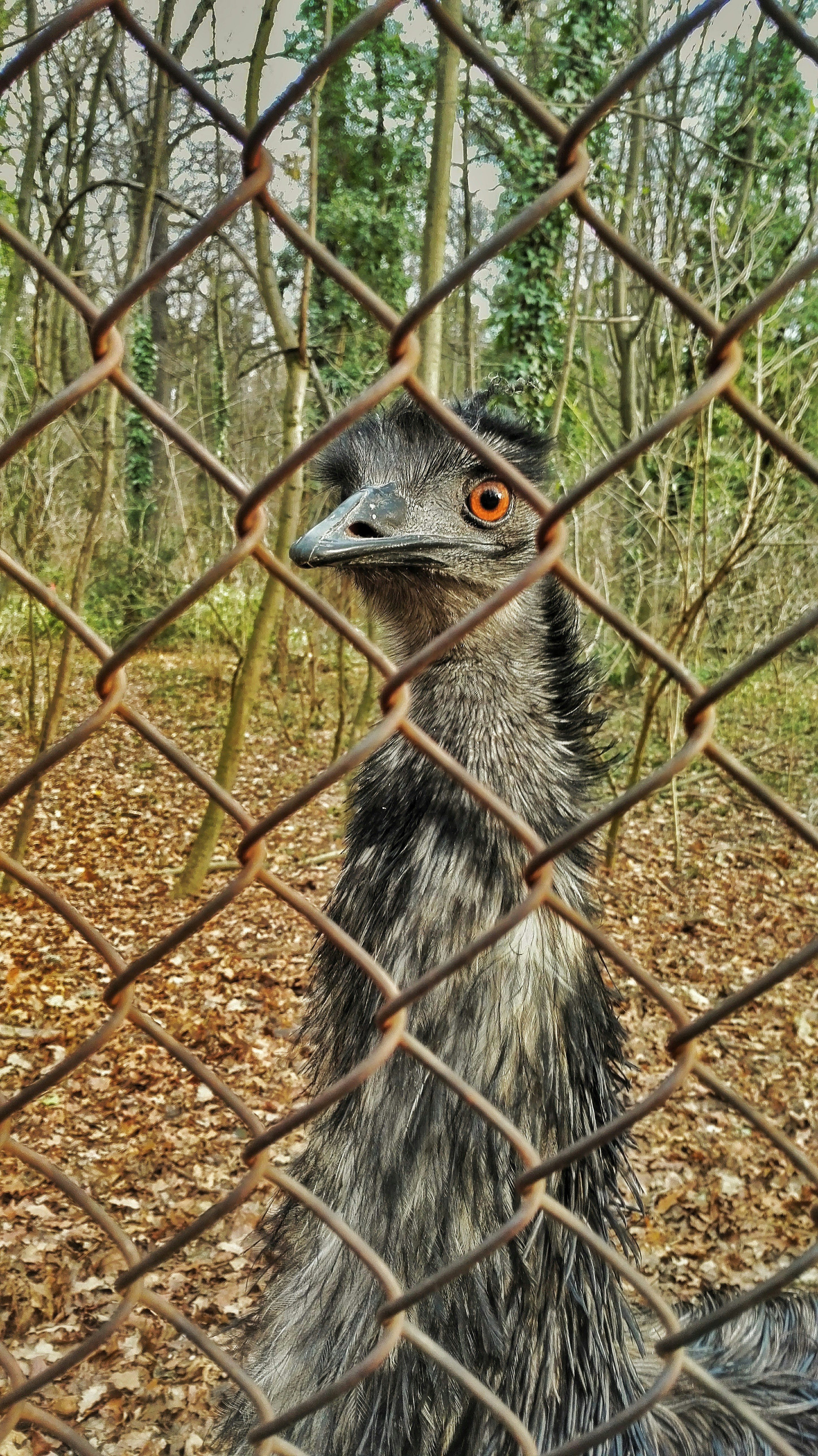 Farm Fresh Eggs and More