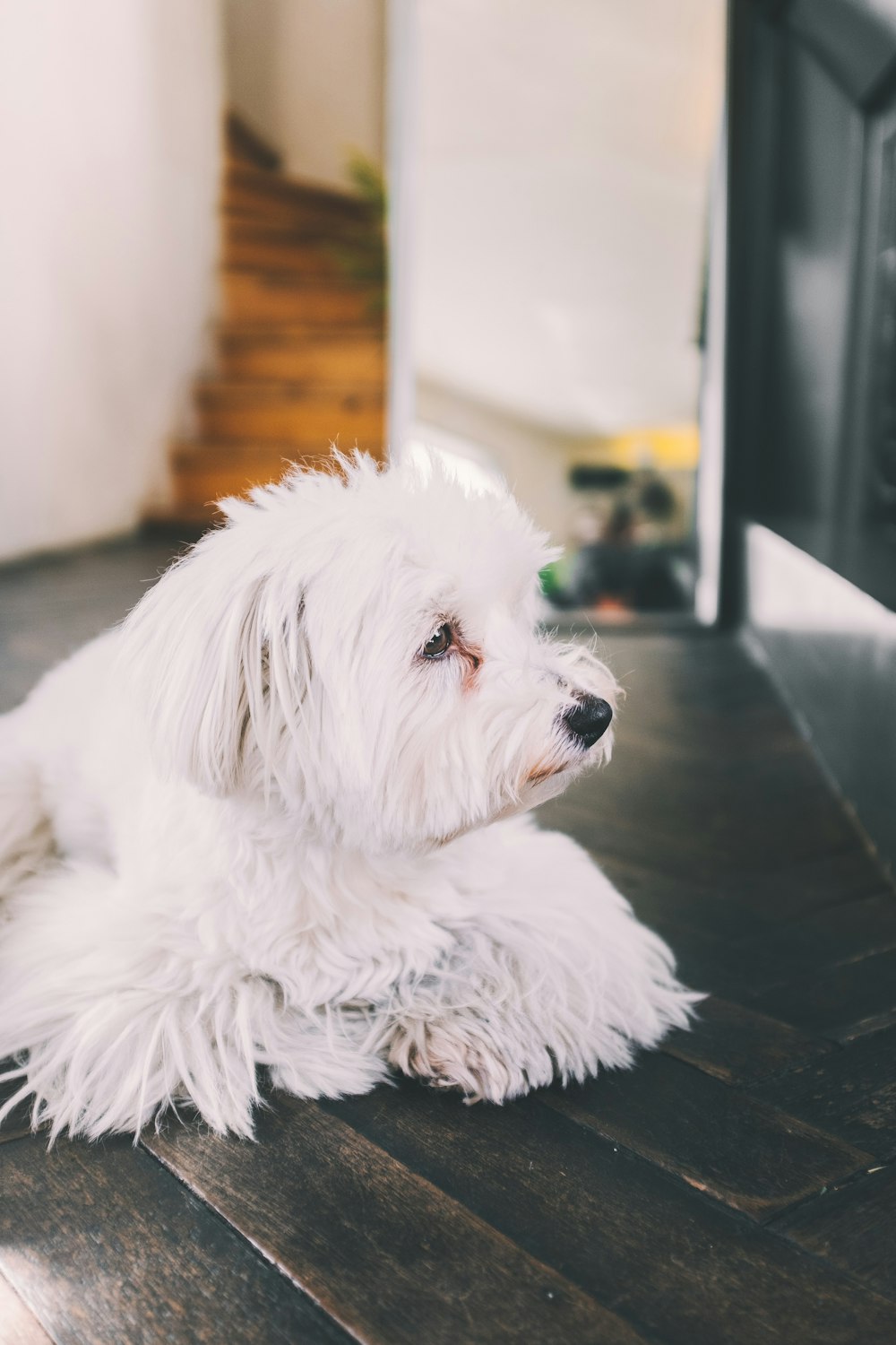 white Maltese lying on wood flooring close-up photo