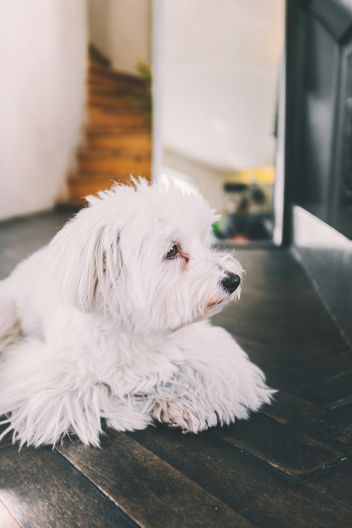 Cão Maltês branco deitado no piso de madeira dentro de casa